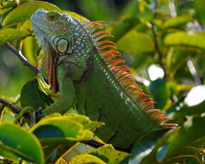 Beautiful iguana