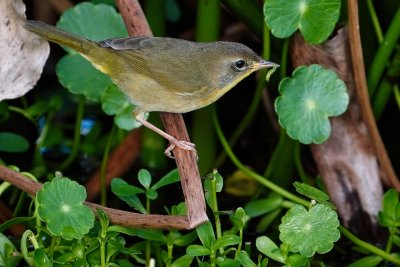 Female common yellowthroat with a bug