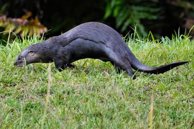 Otter on the levee