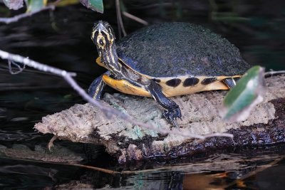 Cooter turtle