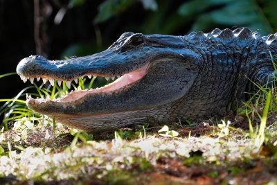 Alligator opening its mouth