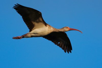 Juvenile ibis in flight
