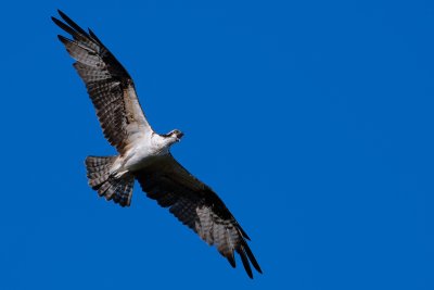 Osprey in flight