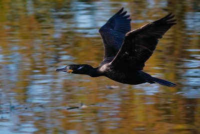Neotropic cormorant in flight
