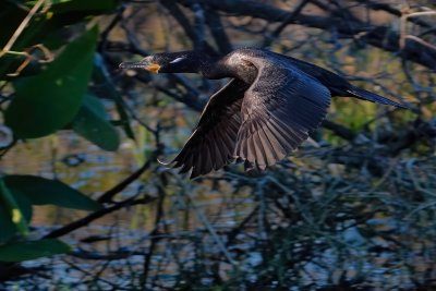 Neotropic cormorant in flight