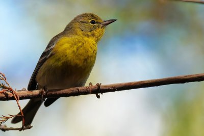 Pine warbler