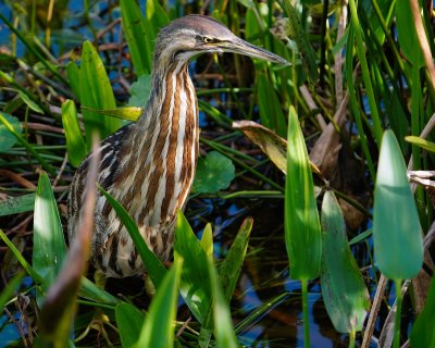 American bittern