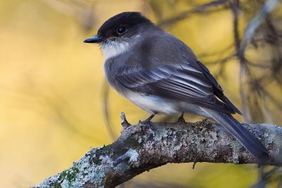 Eastern phoebe in the cypress forest