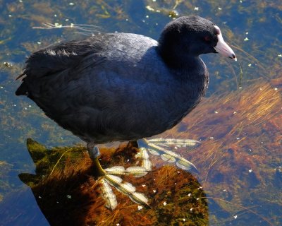 American coot showing those funky feet