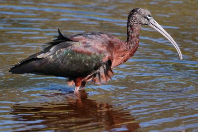 Glossy ibis wading