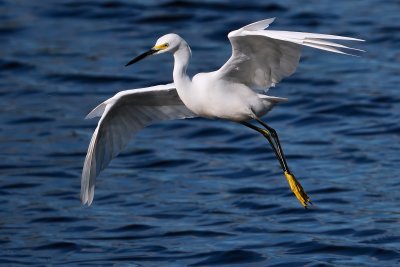 Snowy egret fly-fishing