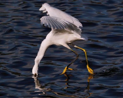 Snowy egret fly-fishing