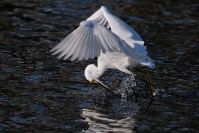 Snowy egret fly-fishing