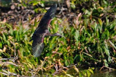 Glossy ibis flying low