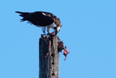 Osprey tearing apart its meal