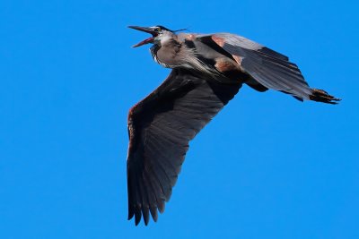 Great blue heron calling out while flying