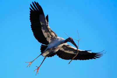 Wood stork landing with his branch