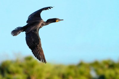 Cormorant flying past