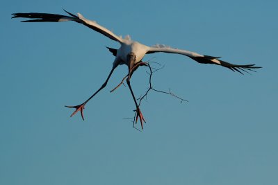 Wood stork arriving with a stick