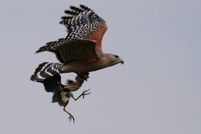 Red-shouldered hawk with least bittern