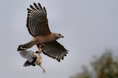 Red-shouldered hawk with least bittern