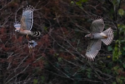 Red-shouldered hawks fight over least bittern