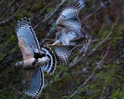 Red-shouldered hawks fight over least bittern