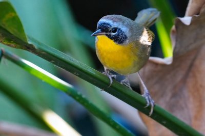 Male common yellowthroat