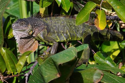Green iguana turned black in the cold