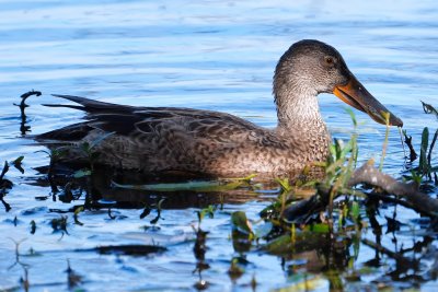 Northern shoveler