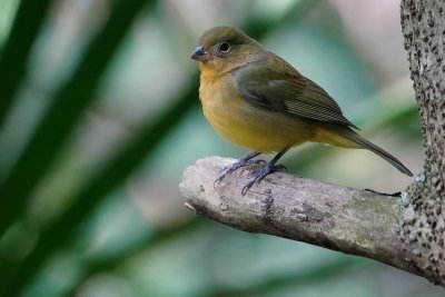 Painted bunting - female