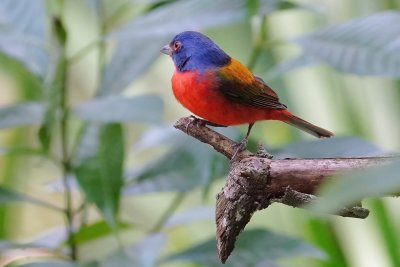 Painted bunting - male