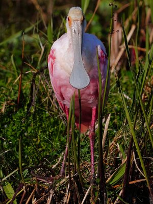 Roseate spoonbill on the ground
