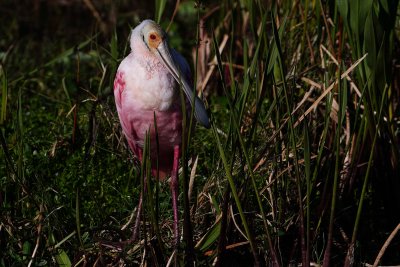 Roseate spoonbill in lovely colors