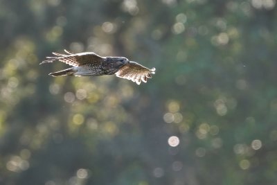 Red-shouldered hawk against the sun