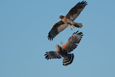 Red-shouldered hawk couple play-dogfighting