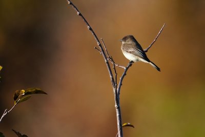 Eastern phoebe