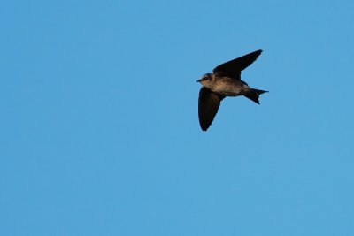 Purple martin in flight