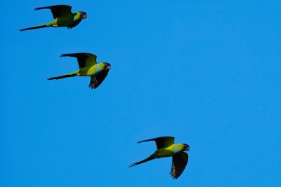 Black-hooded 'Nanday' parakeets flying past