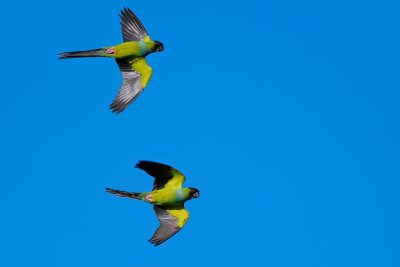 Black-hooded 'Nanday' parakeets flying past