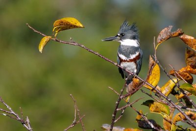 Female belted kingfisher