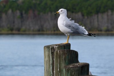 Seagull on lookout