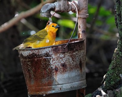 Weaver bird enjoying a shower