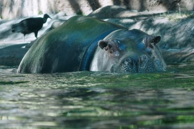 Hippo entering the water