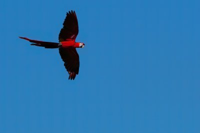 Macaw flying over