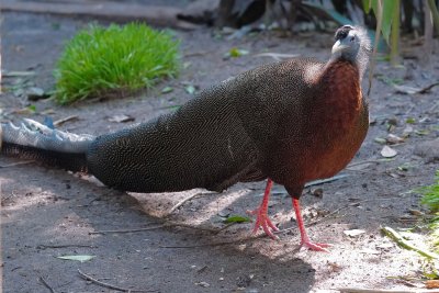 Argus pheasant