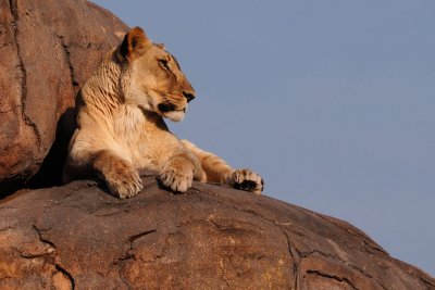 Lioness up on the Kopje