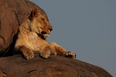 Lioness on the rocks