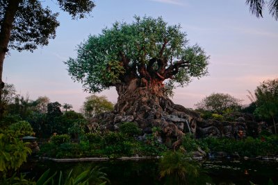 Tree of Life after sunset