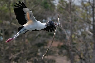 Wood stork flying with a big stick